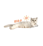 かわいいうちのねこ（個別スタンプ：2）