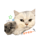 かわいいうちのねこ（個別スタンプ：3）