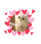 かわいいうちのねこ（個別スタンプ：4）