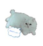 かわいいうちのねこ（個別スタンプ：5）