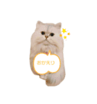 かわいいうちのねこ（個別スタンプ：6）
