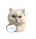 かわいいうちのねこ（個別スタンプ：7）