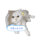 かわいいうちのねこ（個別スタンプ：8）