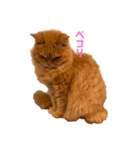 ききのまいにち（個別スタンプ：2）