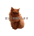 ききのまいにち（個別スタンプ：5）