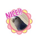 福ぴよ   日常で使える可愛いスタンプ（個別スタンプ：1）