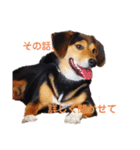 柴ビー犬マロ‎（個別スタンプ：1）