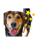 柴ビー犬マロ‎（個別スタンプ：2）