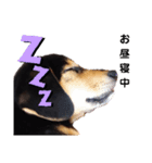 柴ビー犬マロ‎（個別スタンプ：3）