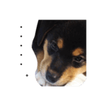 柴ビー犬マロ‎（個別スタンプ：4）