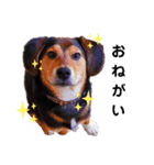柴ビー犬マロ‎（個別スタンプ：5）
