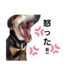 柴ビー犬マロ‎（個別スタンプ：6）