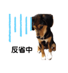 柴ビー犬マロ‎（個別スタンプ：7）
