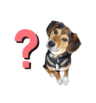 柴ビー犬マロ‎（個別スタンプ：8）