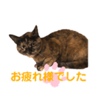 あんずスタンプ2020 お返事編（個別スタンプ：1）