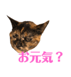 あんずスタンプ2020 お返事編（個別スタンプ：2）