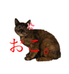 あんずスタンプ2020 お返事編（個別スタンプ：11）