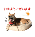 柴犬サスケのスタンプ（個別スタンプ：1）