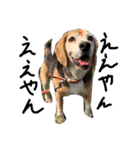 喜怒哀楽が激しい犬様との日常part2（個別スタンプ：1）