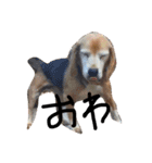喜怒哀楽が激しい犬様との日常part2（個別スタンプ：2）