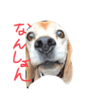 喜怒哀楽が激しい犬様との日常part2（個別スタンプ：3）