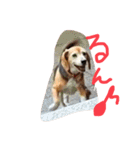 喜怒哀楽が激しい犬様との日常part2（個別スタンプ：4）