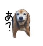 喜怒哀楽が激しい犬様との日常part2（個別スタンプ：5）