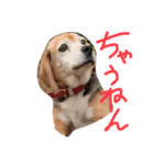 喜怒哀楽が激しい犬様との日常part2（個別スタンプ：6）