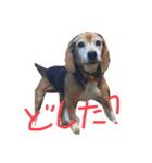 喜怒哀楽が激しい犬様との日常part2（個別スタンプ：11）