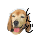 喜怒哀楽が激しい犬様との日常part2（個別スタンプ：13）