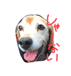 喜怒哀楽が激しい犬様との日常part2（個別スタンプ：14）