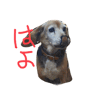 喜怒哀楽が激しい犬様との日常part2（個別スタンプ：15）