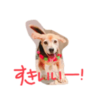 喜怒哀楽が激しい犬様との日常part2（個別スタンプ：16）