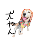 喜怒哀楽が激しい犬様との日常part2（個別スタンプ：17）