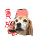喜怒哀楽が激しい犬様との日常part2（個別スタンプ：19）