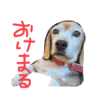 喜怒哀楽が激しい犬様との日常part2（個別スタンプ：20）