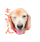 喜怒哀楽が激しい犬様との日常part2（個別スタンプ：21）