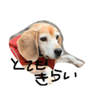 喜怒哀楽が激しい犬様との日常part2（個別スタンプ：22）
