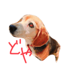 喜怒哀楽が激しい犬様との日常part2（個別スタンプ：23）