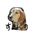 喜怒哀楽が激しい犬様との日常part2（個別スタンプ：24）