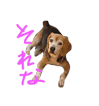 喜怒哀楽が激しい犬様との日常part2（個別スタンプ：25）