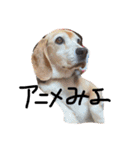 喜怒哀楽が激しい犬様との日常part2（個別スタンプ：27）