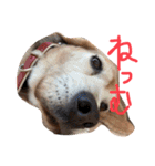 喜怒哀楽が激しい犬様との日常part2（個別スタンプ：28）