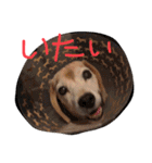 喜怒哀楽が激しい犬様との日常part2（個別スタンプ：29）