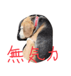 喜怒哀楽が激しい犬様との日常part2（個別スタンプ：30）