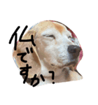 喜怒哀楽が激しい犬様との日常part2（個別スタンプ：31）