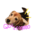 喜怒哀楽が激しい犬様との日常part2（個別スタンプ：32）