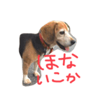 喜怒哀楽が激しい犬様との日常part2（個別スタンプ：33）