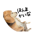 喜怒哀楽が激しい犬様との日常part2（個別スタンプ：35）