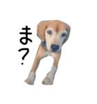 喜怒哀楽が激しい犬様との日常part2（個別スタンプ：36）